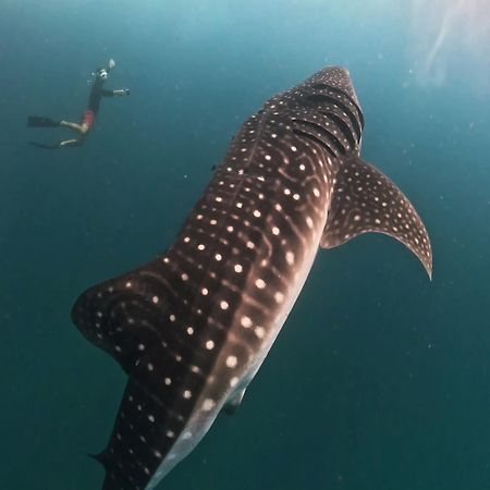 Dhigurah Dhonveli Boutique Hotel Luaran gambar